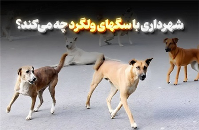 شهردار بابل از ساماندهی و نگهداری سگ‌های بلاصاحب در سطح شهر خبر داد